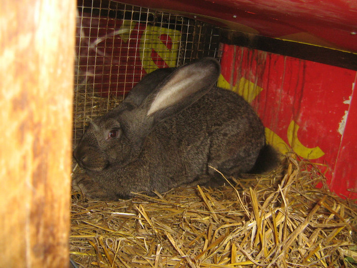 mascul 3,5 luni - iepuri de vanzare  2012