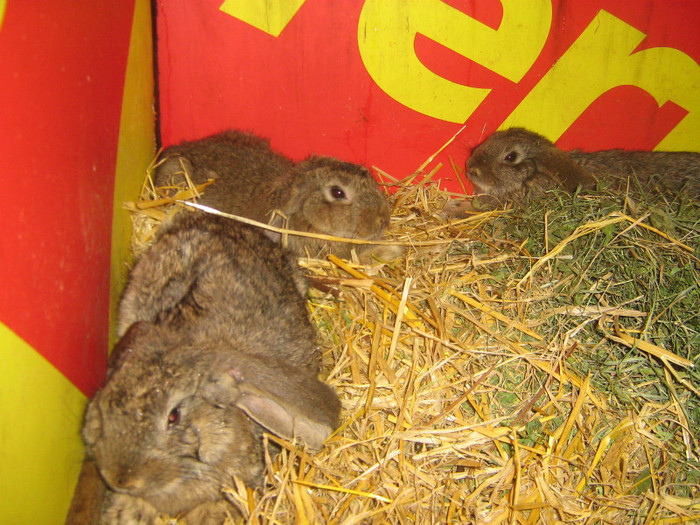 femele 2 luni - iepuri de vanzare  2012