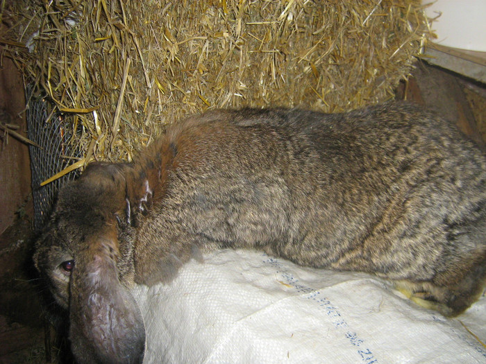 femela 2 berbec german 1 an - iepuri de vanzare  2012