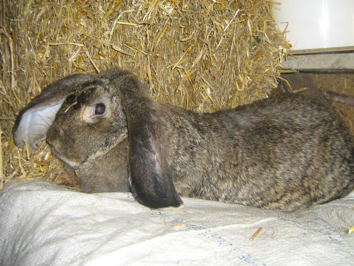 f2 - iepuri de vanzare  2012