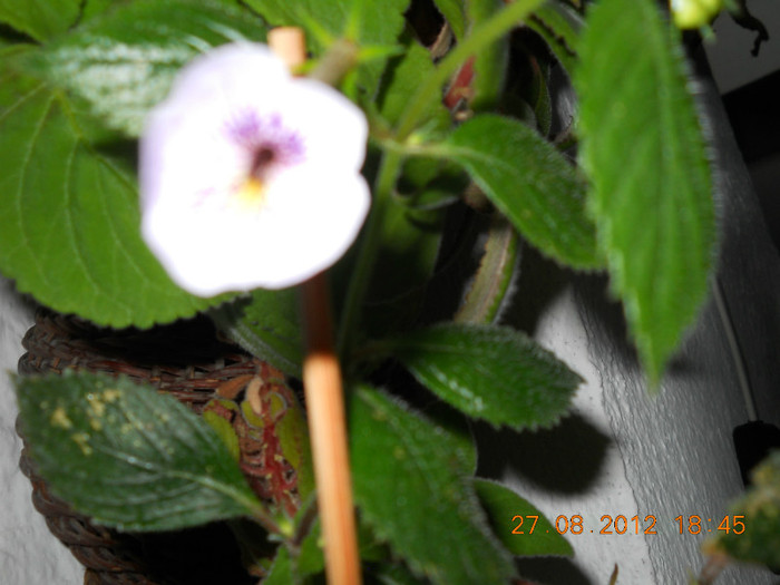 27.08.2012 017 - ACHIMENES- KOHLERIA SI EUCODONIA