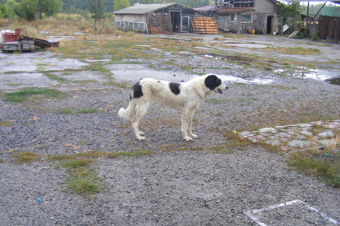 1 AN SI 3 LUNI - CIOBANESC DE BUCOVINA