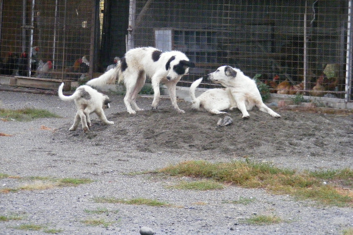 MAMA FICA SI MATUSA - CIOBANESC DE BUCOVINA