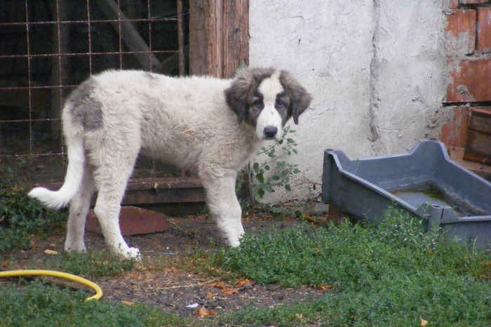 CIOBANESC DE BUCOVINA (7) - CIOBANESC DE BUCOVINA