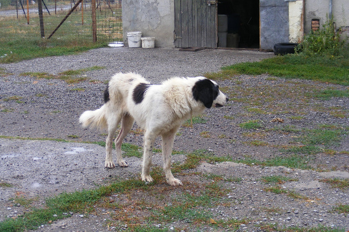 CIOBANESC DE BUCOVINA (14) - CIOBANESC DE BUCOVINA