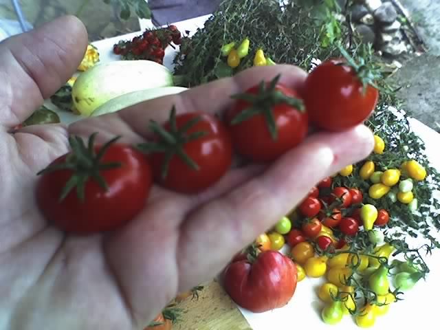 27-08-12_Christmas_Grapes_Tomato