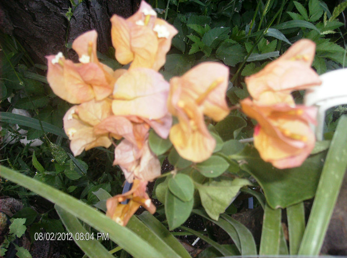 buga portocalie august 2012 - bougainvillea 2012