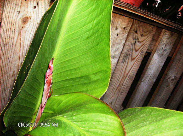 august 2012 077 - Canna 2012