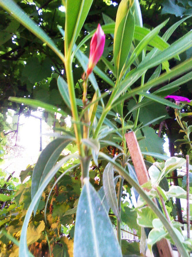 P120701011 - oleander Italia- butasi la inradacinat-februarie