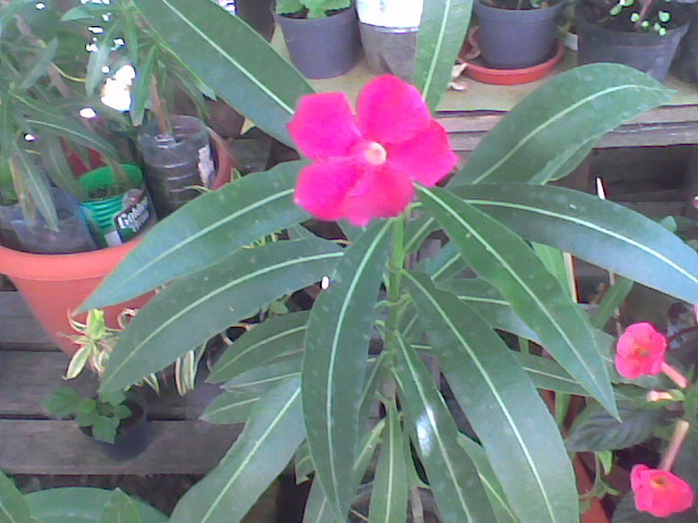 Imag075 - oleander Italia- butasi la inradacinat-februarie