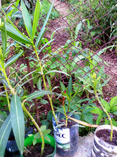 P120701017 - oleander Italia- butasi la inradacinat-februarie