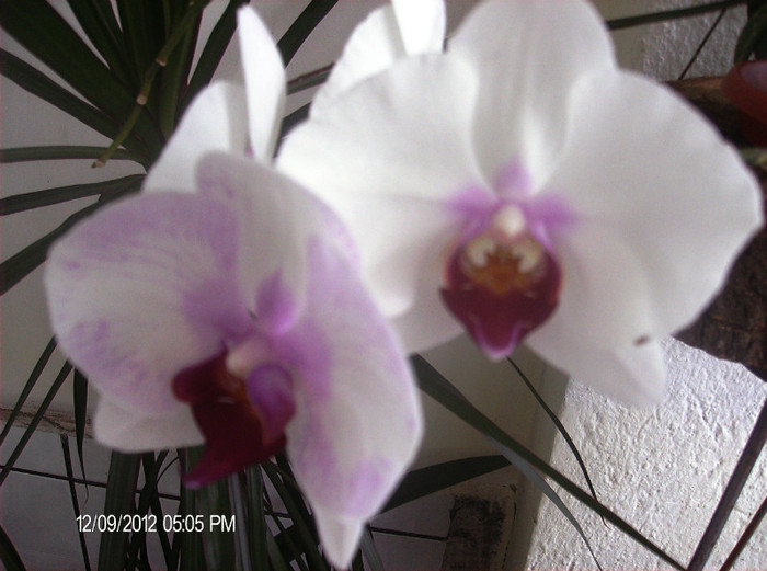 august 2012 006 - orhidee 2012