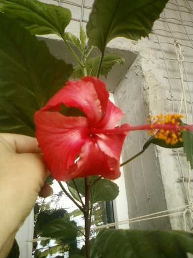 27 august 2012-flori 034