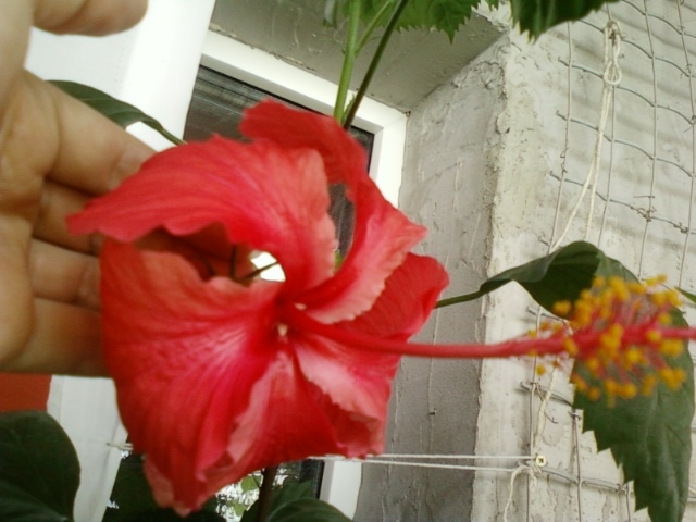 27 august 2012-flori 043