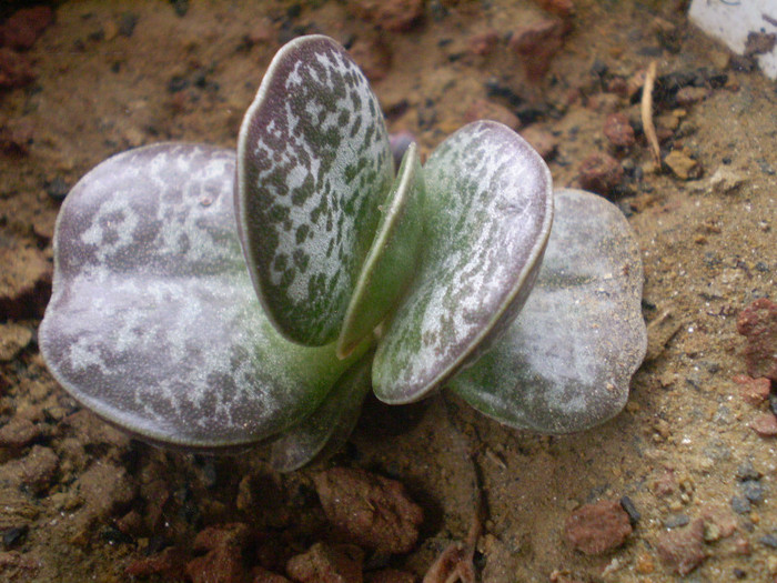 Adromischus cooperi - SUCULENTE