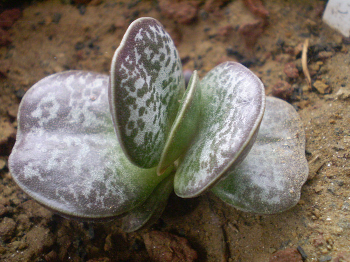 Adromischus cooperi