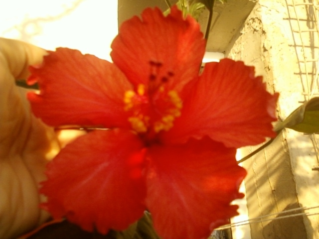 27 august 2012-flori 015 - hibiscus -1