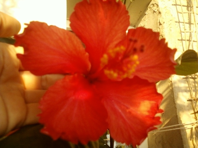 hibi rouge tropique ? - hibiscus -1