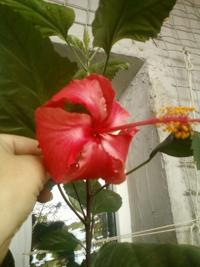 27 august 2012-flori 032 - hibiscus -1