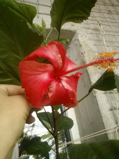 hibi din cuba - hibiscus -1