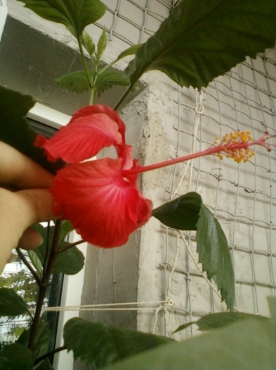 27 august 2012-flori 035 - hibiscus -1