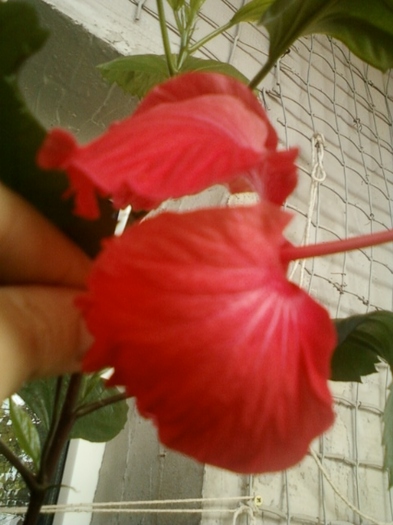 27 august 2012-flori 037 - hibiscus -1