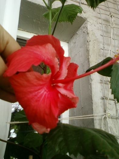 27 august 2012-flori 040 - hibiscus -1