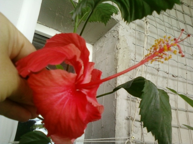 27 august 2012-flori 041 - hibiscus -1
