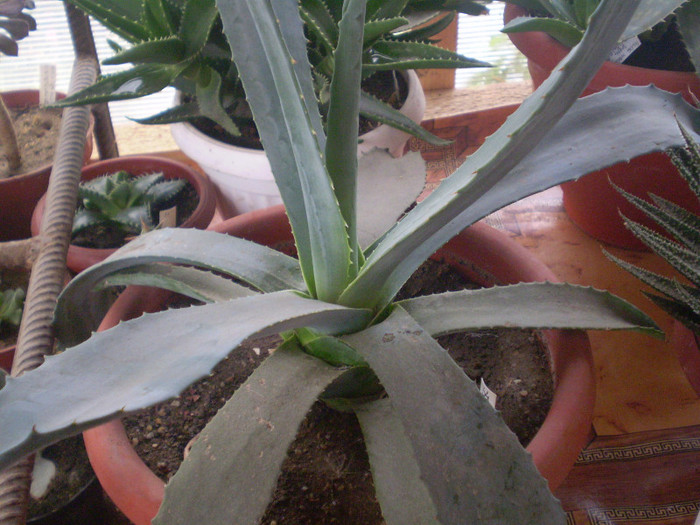 Agave americana