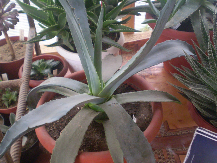 Agave americana - SUCULENTE