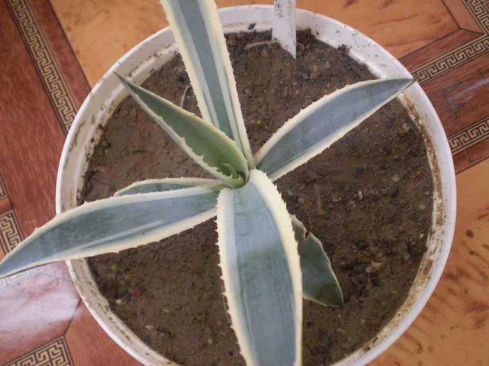 Agave americana v marginata - SUCULENTE