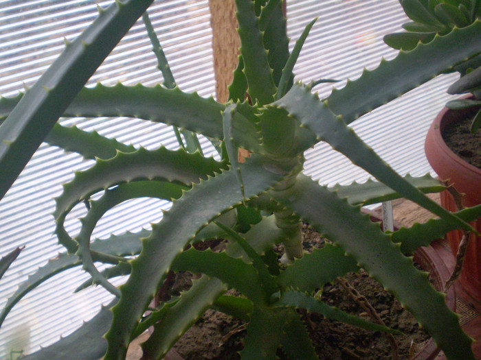 Aloe arborescens