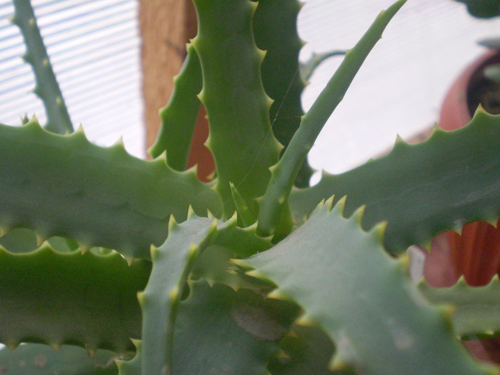 Aloe arborescens - SUCULENTE