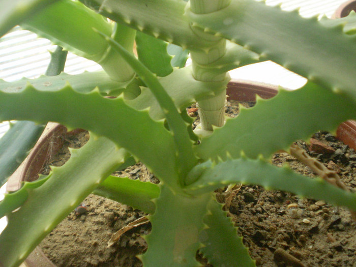 Aloe arborescens - SUCULENTE