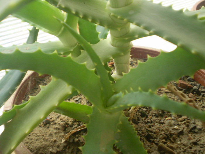 Aloe arborescens