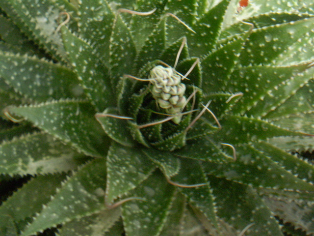 Aloe aristata