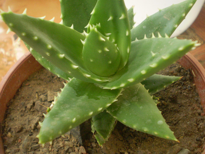 Aloe broomii - SUCULENTE