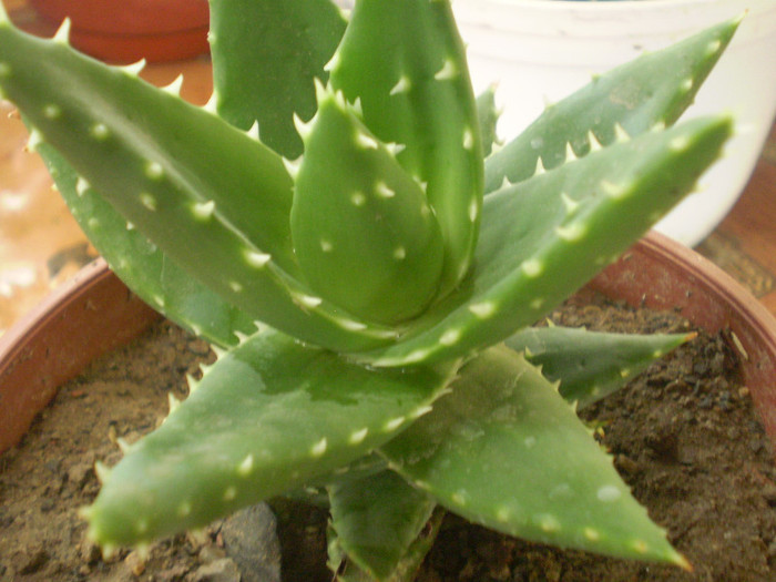Aloe broomii - SUCULENTE