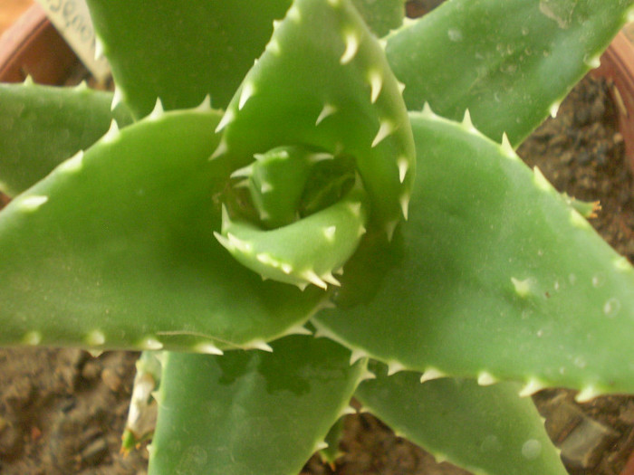 Aloe broomii - SUCULENTE