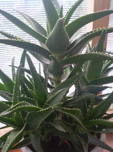 Aloe ciliaris