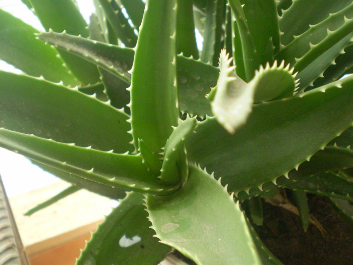 Aloe ciliaris - SUCULENTE