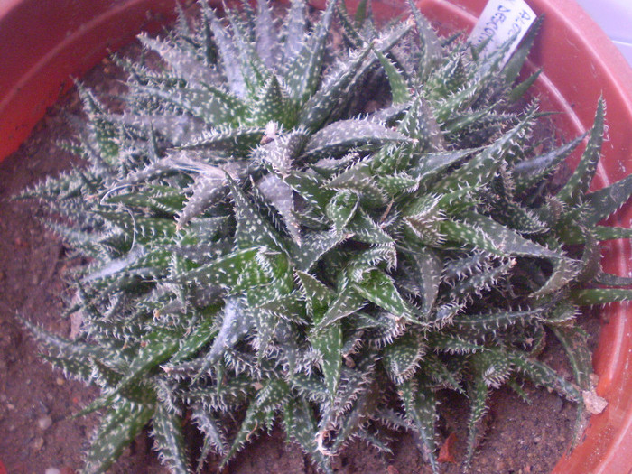 Aloe hybrid x descoingsi