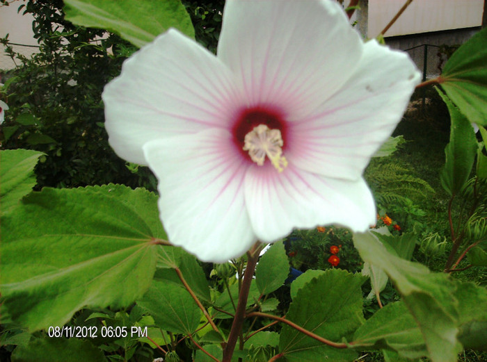 august 2012 126 - hibiscus Moscheoutos-2012