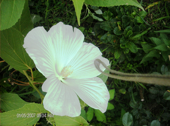 august 2012 054 - hibiscus Moscheoutos-2012