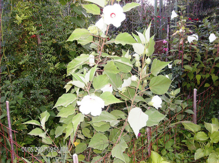 august 2012 062 - hibiscus Moscheoutos-2012