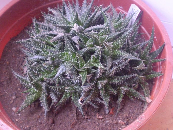 Aloe hybrid x descoingsi - SUCULENTE