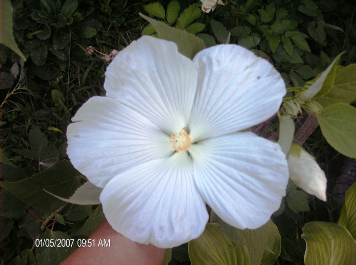 august 2012 063 - hibiscus Moscheoutos-2012