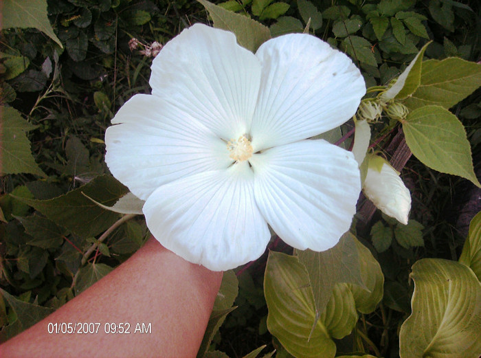 august 2012 064 - hibiscus Moscheoutos-2012