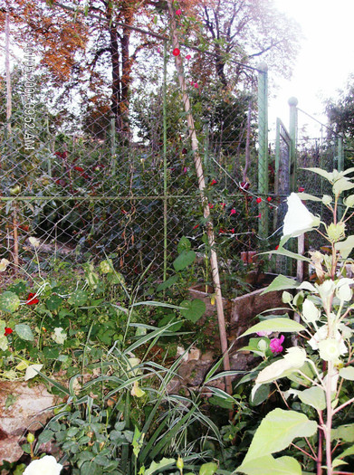 august 2012 066 - hibiscus Moscheoutos-2012