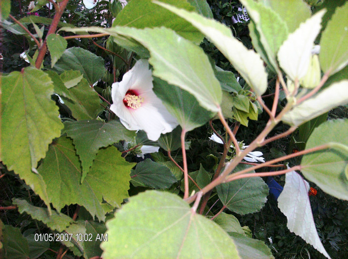 august 2012 097 - hibiscus Moscheoutos-2012